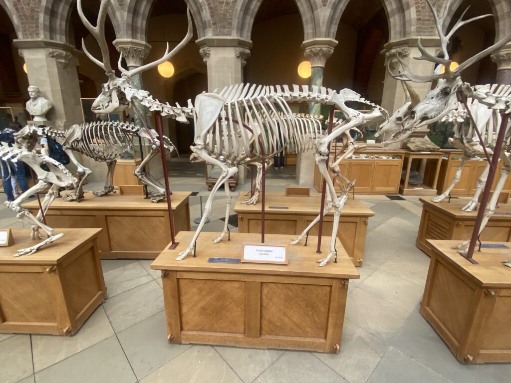 Skeletons of animals on wooden display platforms in the Natural History Museum of Oxford.
